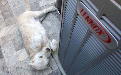 Dog laying next to Lennox AC unit